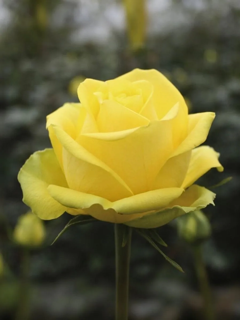 Роза чайно-гибридная Латина