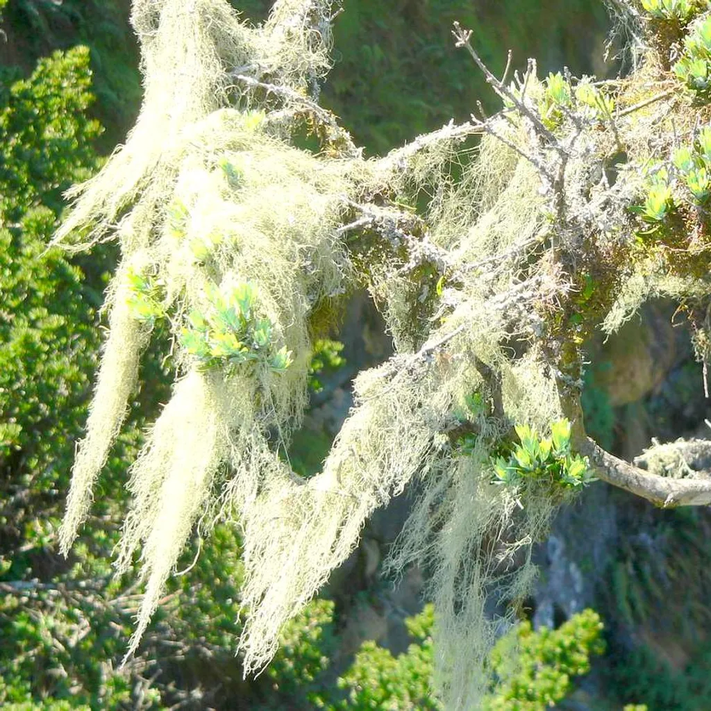 Уснея бородатая (слоевища)