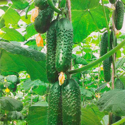 Конкур F1 семена огурца партенокарпического (Гавриш)