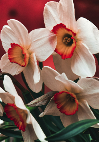 Многие другие цветы