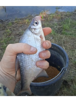 Наживка "Пылящие колечки"