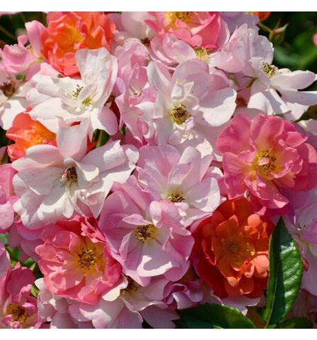 Экла д' Амбр (Eclats d'Ambre)