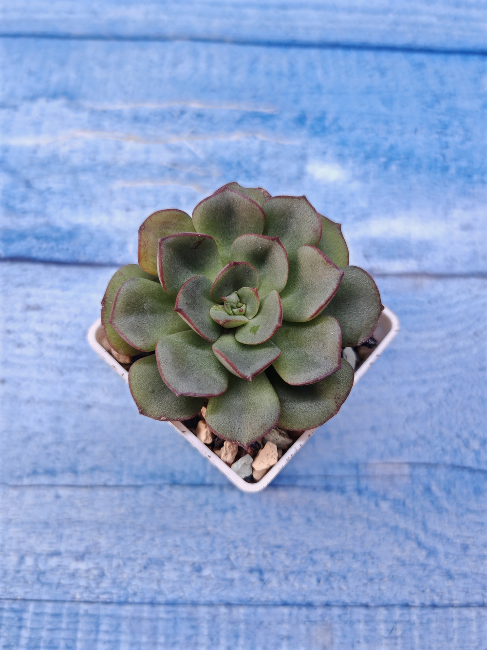Echeveria Morani (Эхеверия)