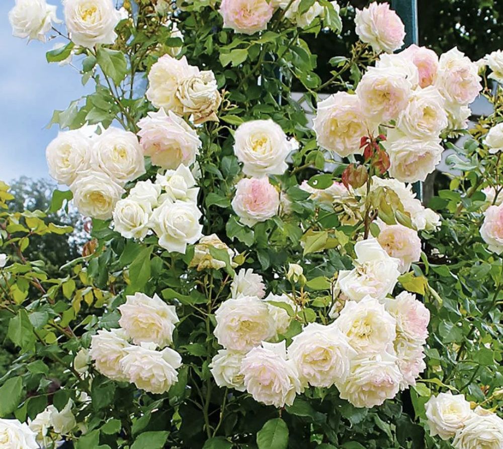 Аляска (Alaska)