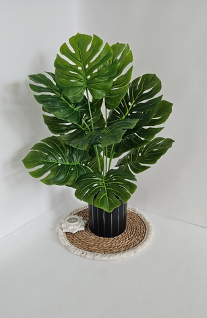 Монстера 12 листьев / Арт 6285