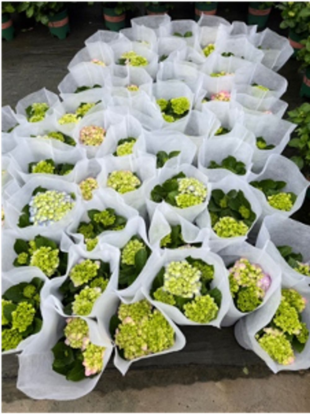 Гортензия mix colour д.16