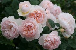 Джентл Гермионе (Gentle Hermione)