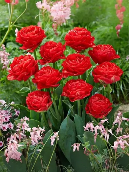 Тюльпан Пионовидный Памплона