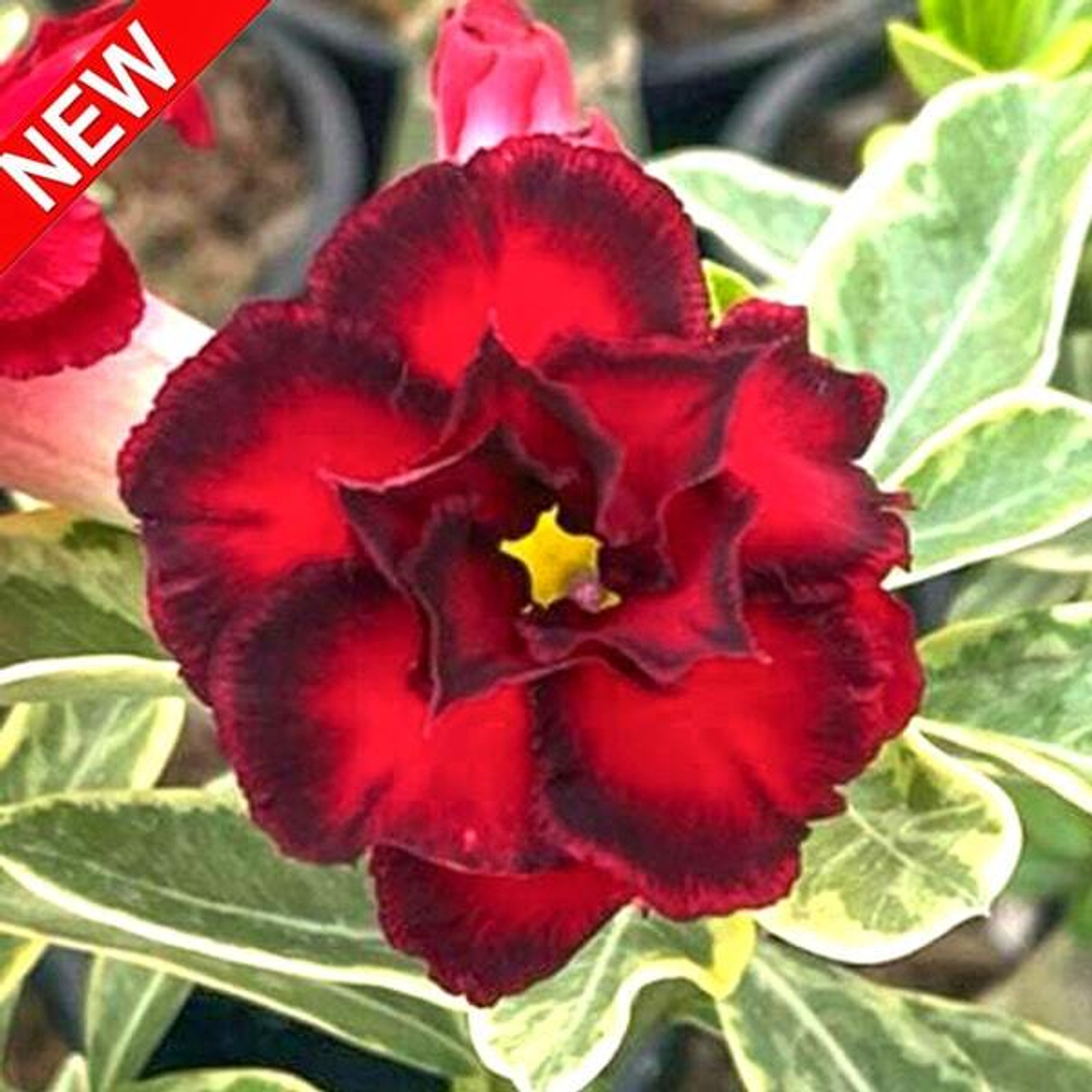 Адениум вариегатный WONDERFUL RED VAR