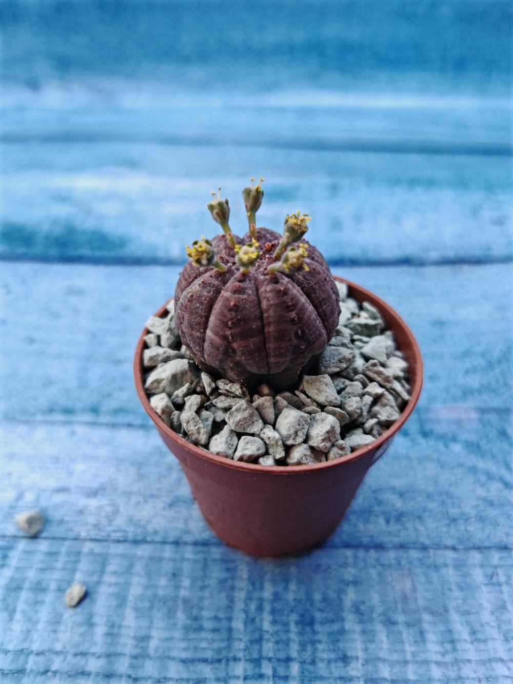 Euphoria Obesa (Эуфорбия)