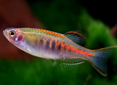 Данио Хопра