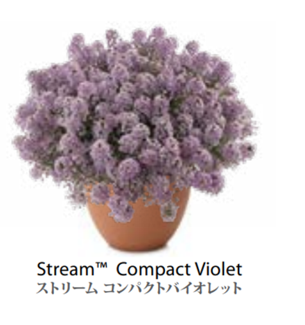 ЕВРО Лобулярия (Алиссум) Stream Compact Violet укор черенок декабрь