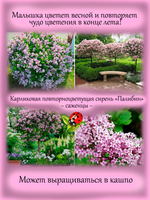 Сирень Палибин повторноцветущая карликовая