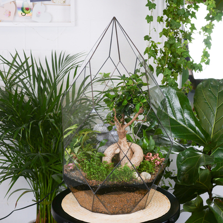 Флорариум бонсай Фикус с водопадом Фаберже