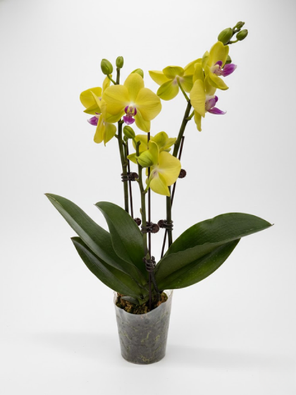 Фаленопсис желтый д.9