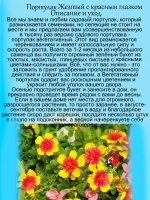 Портулак Желтый с красным глазком вегетативный