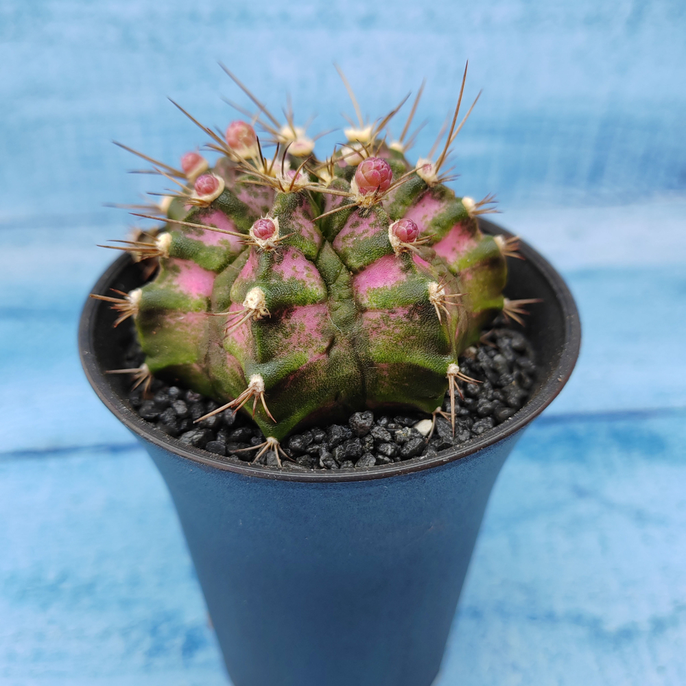 Gymnocalycium T-Rex Pink hybride (Гимнокалициум T-rex)