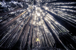 Объектив Laowa 12mm f/2.8 Lite Zero-D FF Auto Focus Nikon Z