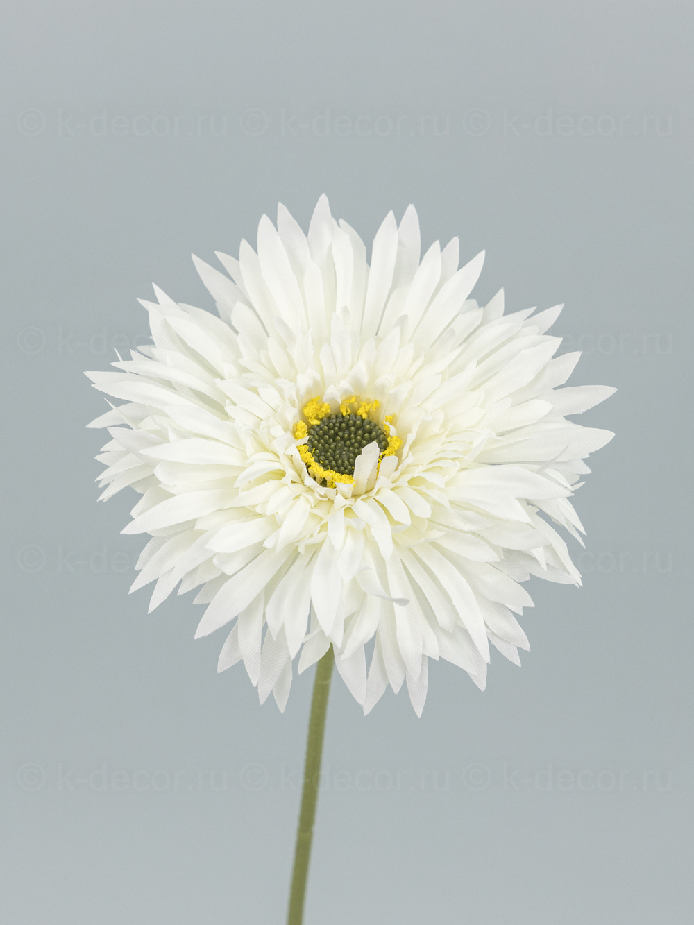 Гербера одиночная