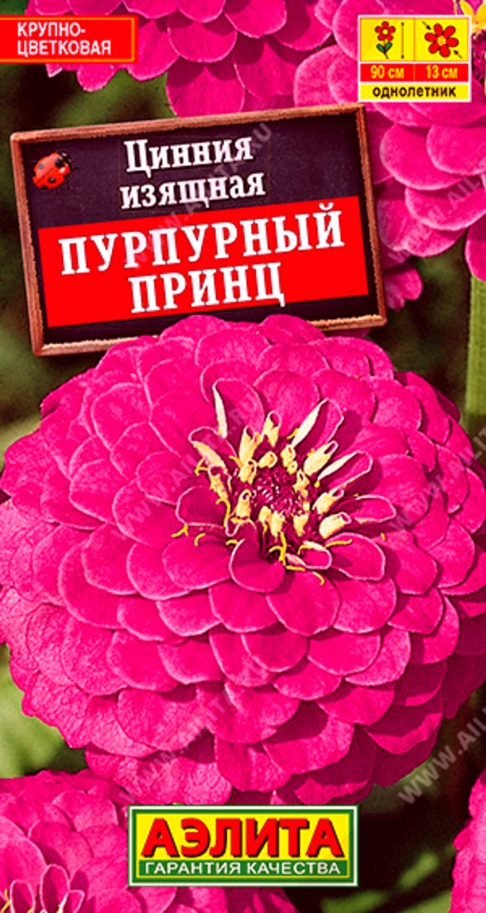 Цинния Пурпурный принц