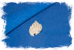 Shell Nassarius conoidalis labordei
