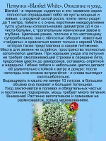 Петуния Бланкет Вайт мощная