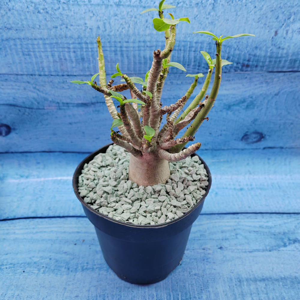 Adenium Baobab (Адениум)