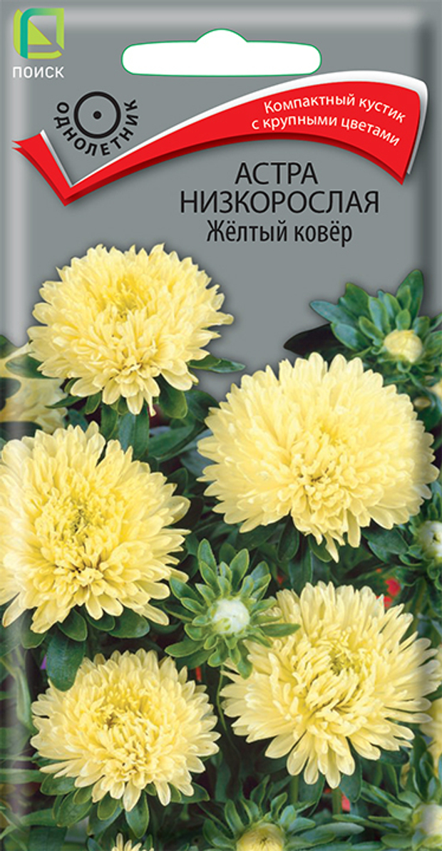 Астра низкорослая Жёлтый ковёр