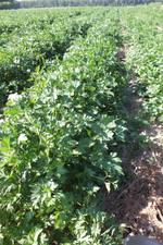 Тайга семена петрушки (Гавриш)