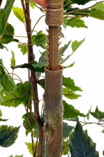 Береза 180см (тёмный ствол)