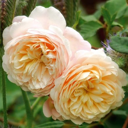 Крокус Роуз (Crocus Rose)