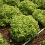 Локарно рз семена салата лолло блонда (Rijk Zwaan / Райк Цваан)