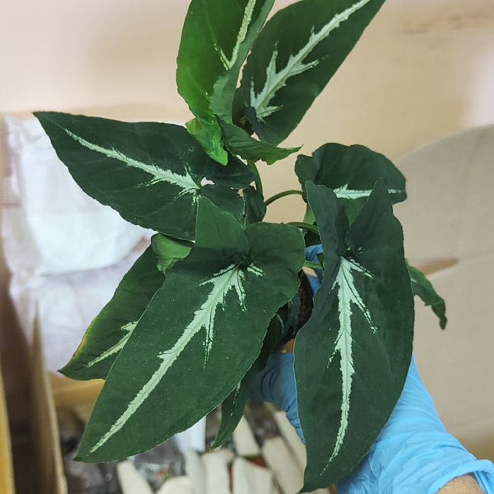 Сингониум (14) WENDLANDII