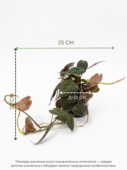 Филодендрон Миканс д. 12