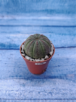 Суккулент Euphorbia Obesa (Эуфорбия)