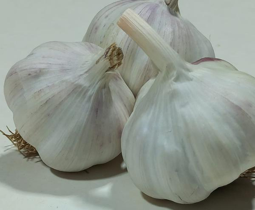 Чеснок Алтайский белый, озимый