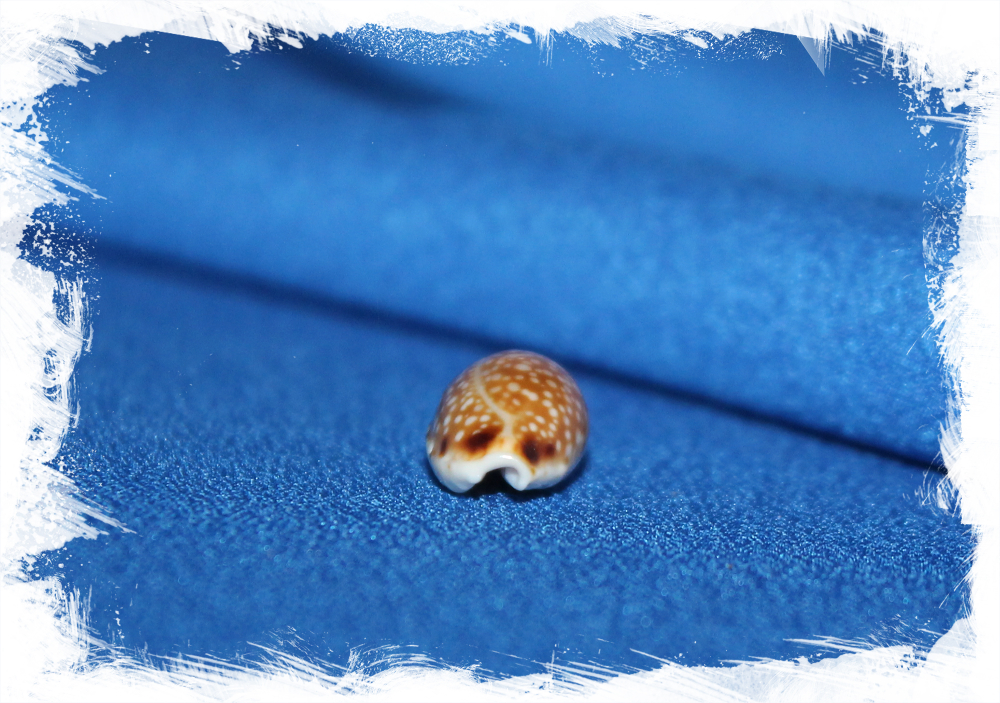 Cypraea labrolineata, Erosaria labrolineata