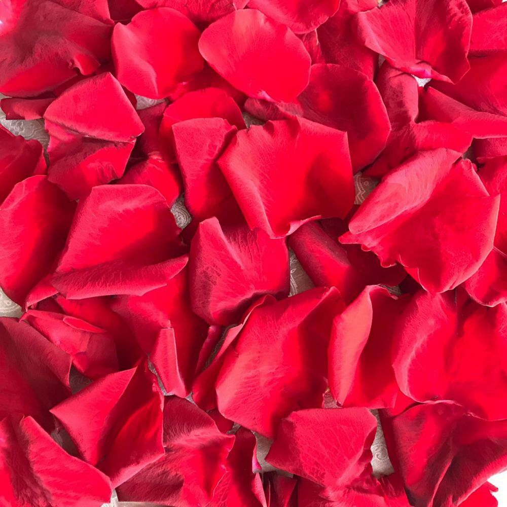 Лепестки роз красные
