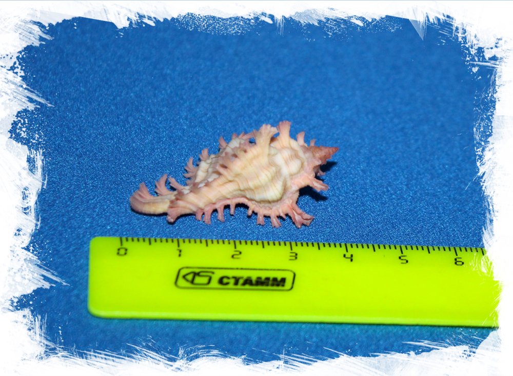 Чикореус нобилис (Chicoreus nobilis)