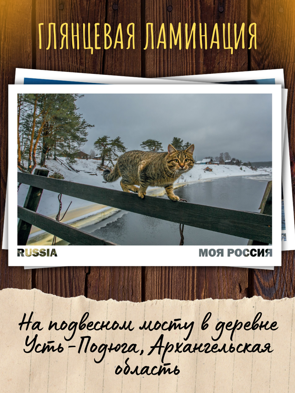 Моя Россия. Коты
