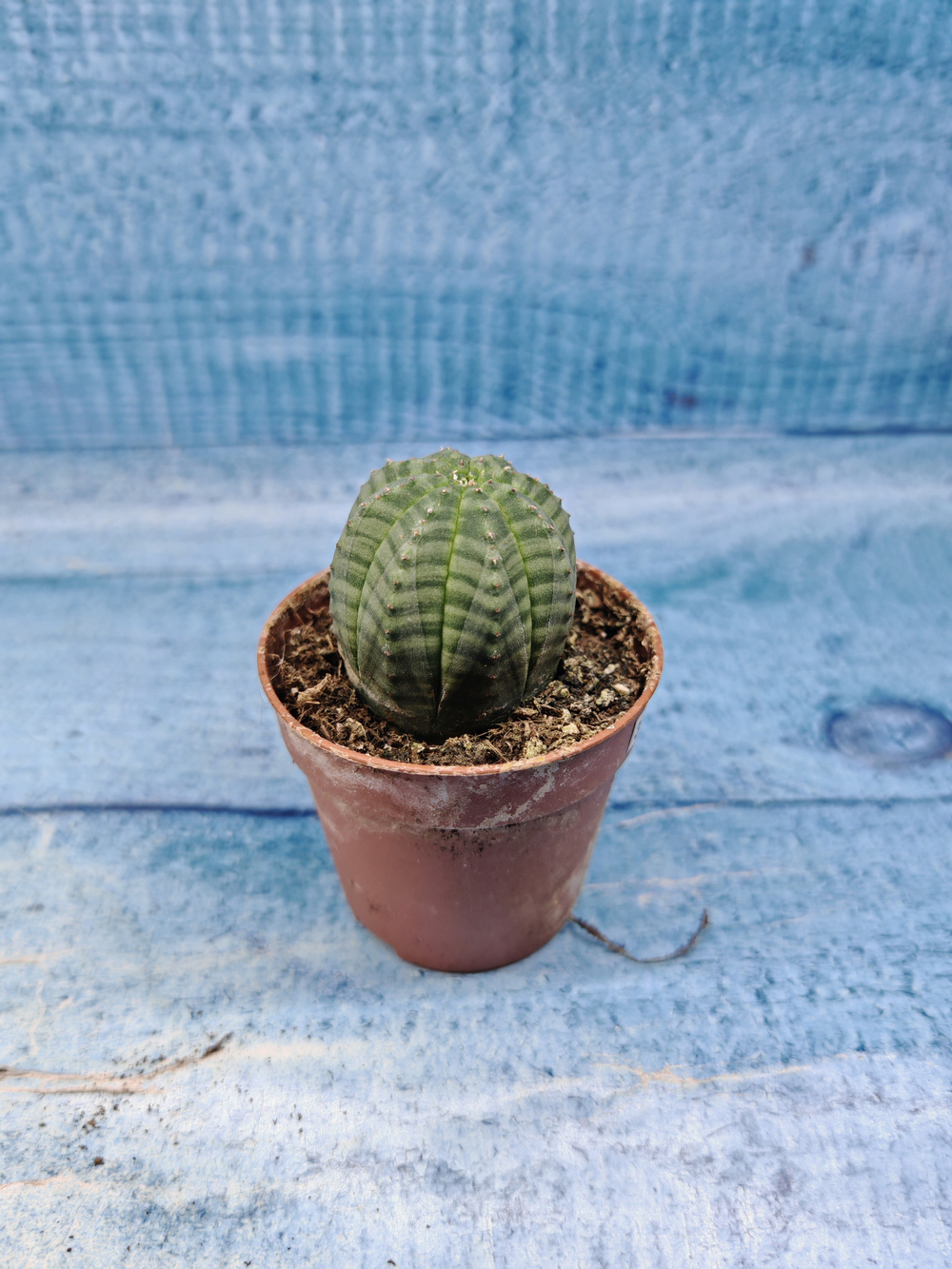 Euphoria Obesa (Эуфорбия)