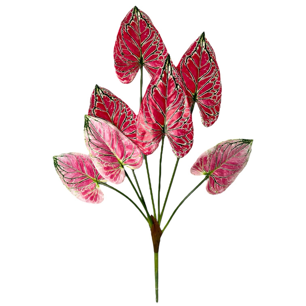 Каладиум элис куст 70 см.