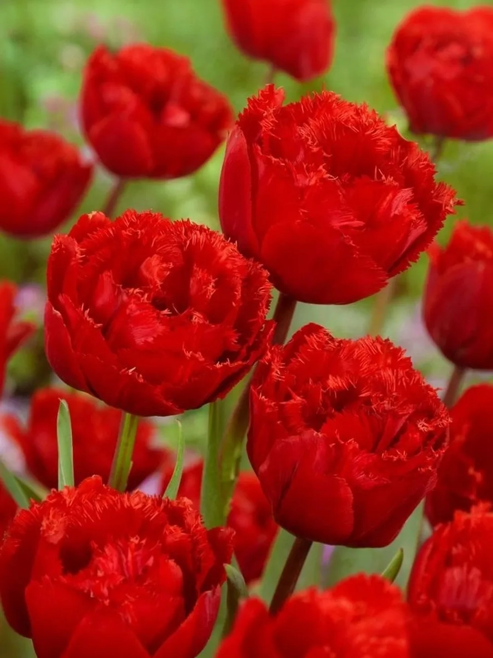 Тюльпан Махрово-бахромчатый Файери Дрим