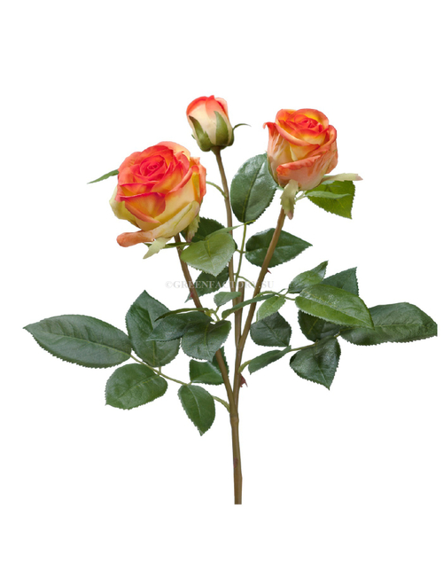 Роза Флорибунда Мидл ветвь золотисто-оранж