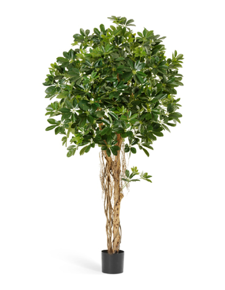 Шеффлера зонтичная зелёная и пестрая