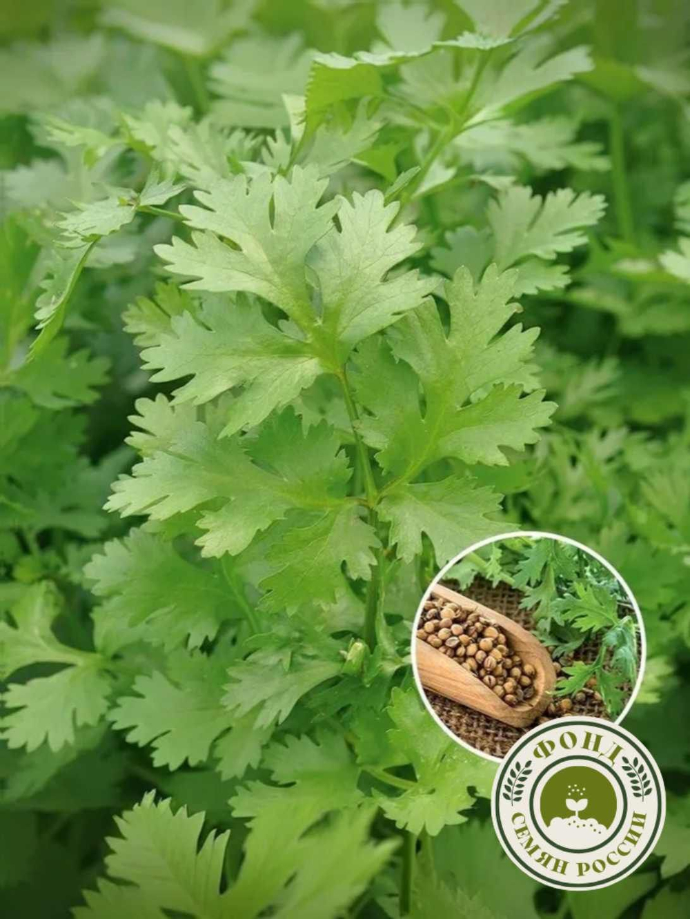 Кориандр (кинза) 3 сорта, 3 упаковки, семена 9 гр.