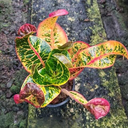 Кротон WIMAN THEWET