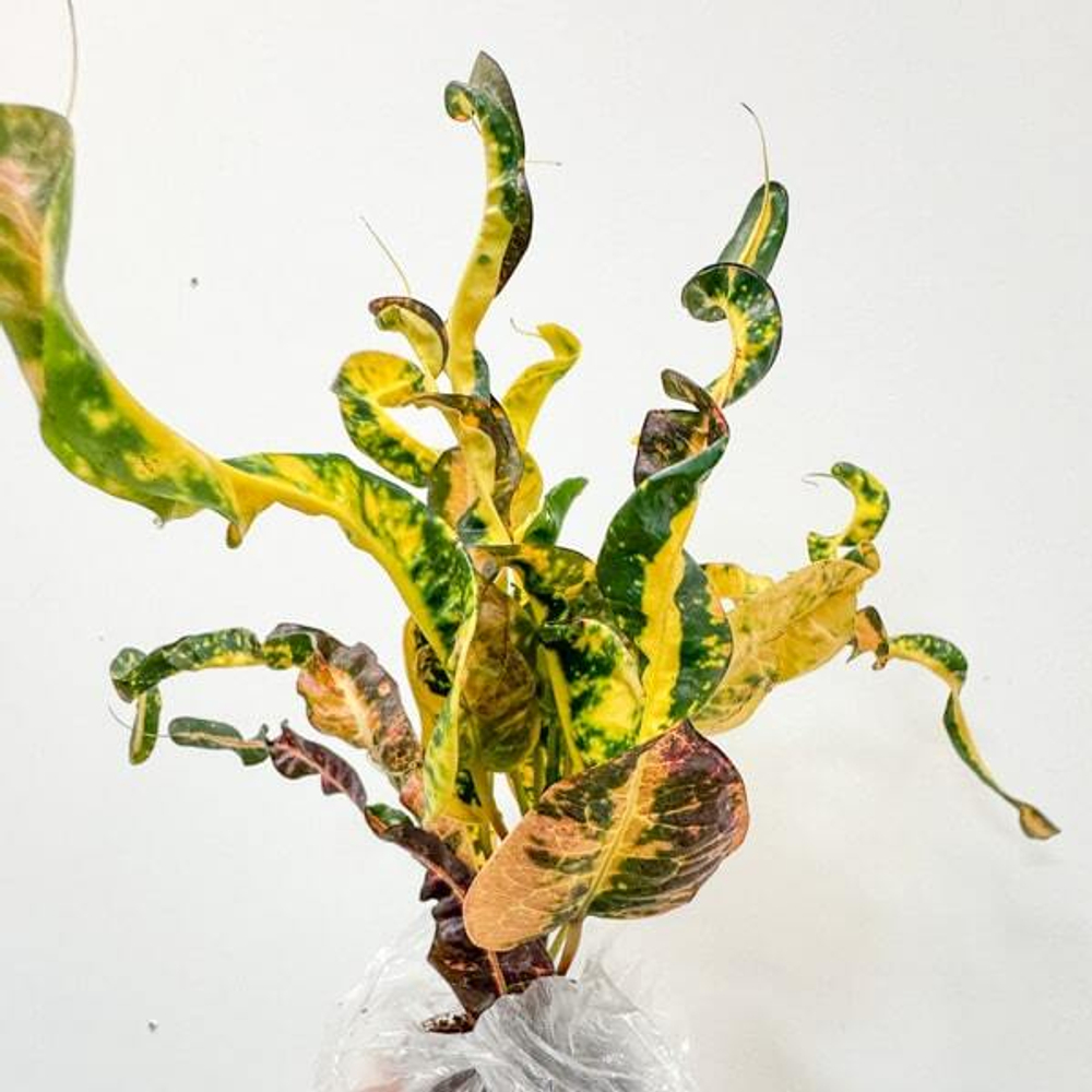 Кротон WUKONG – GABILLA PUCKSA