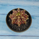 Gymnocalycium T-Rex Pink hybride (Гимнокалициум T-rex)