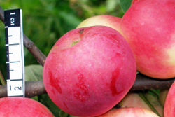 Яблоня Татанаковское